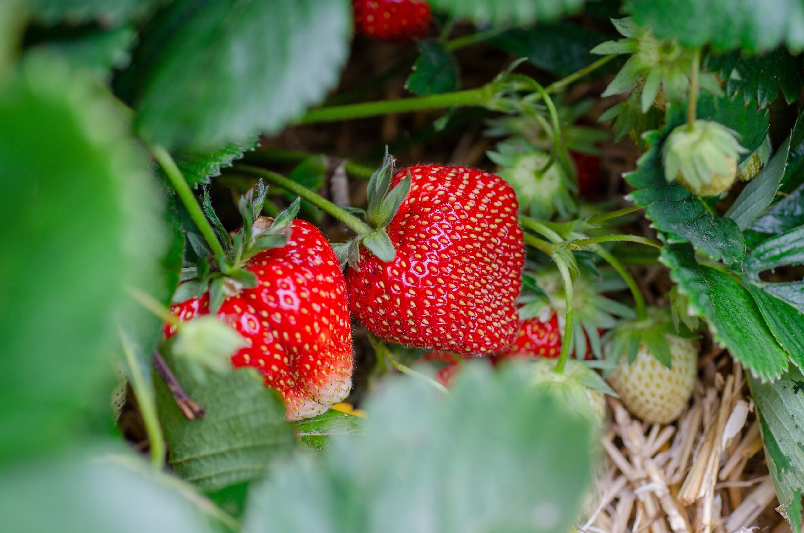 Aardbeienboerderij en theeschenkerij RozemArrie