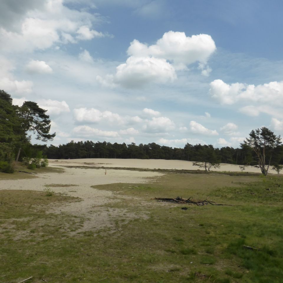 Sahara van Ommen