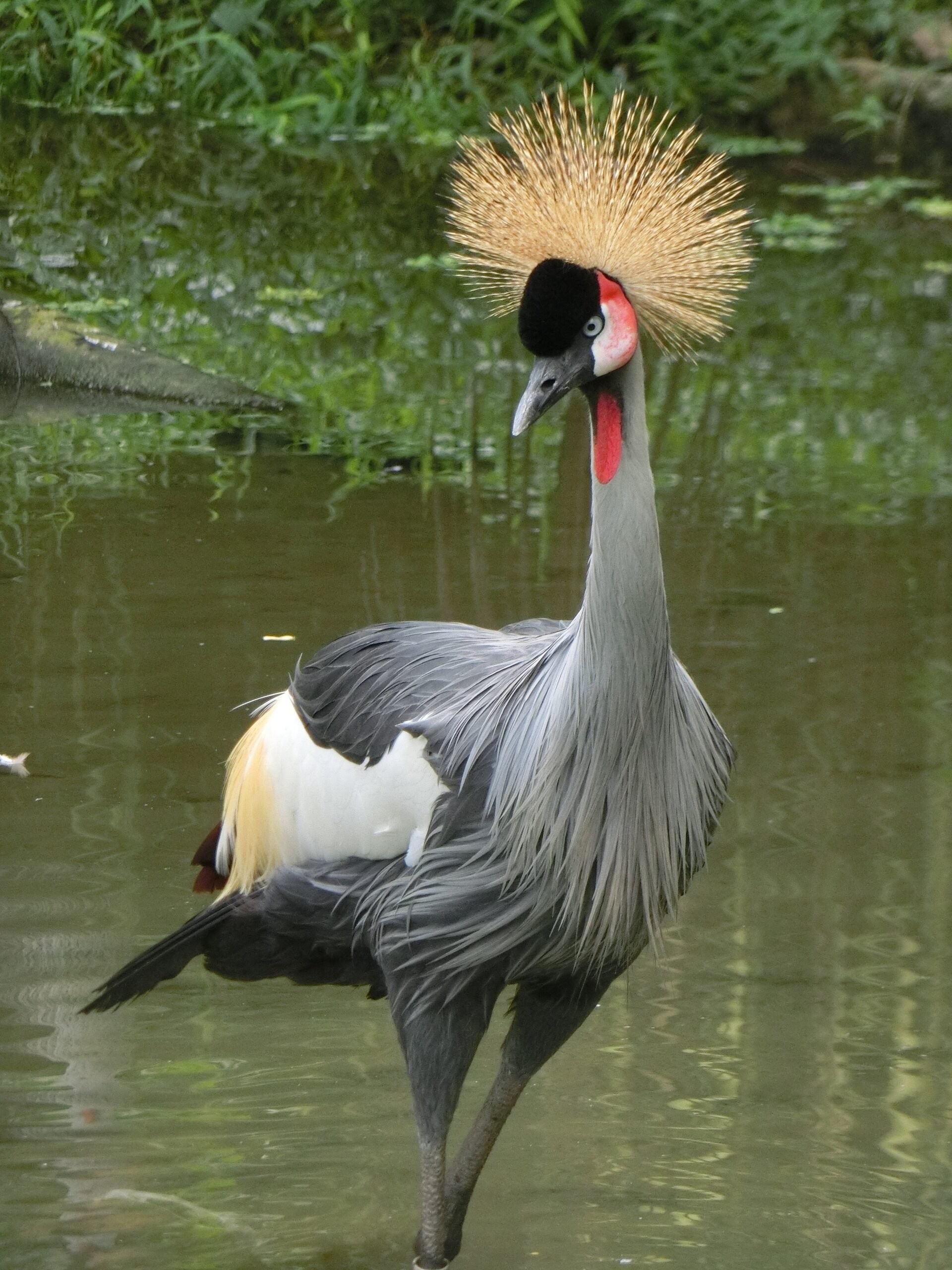 Vogelpark De Lorkeershoeve