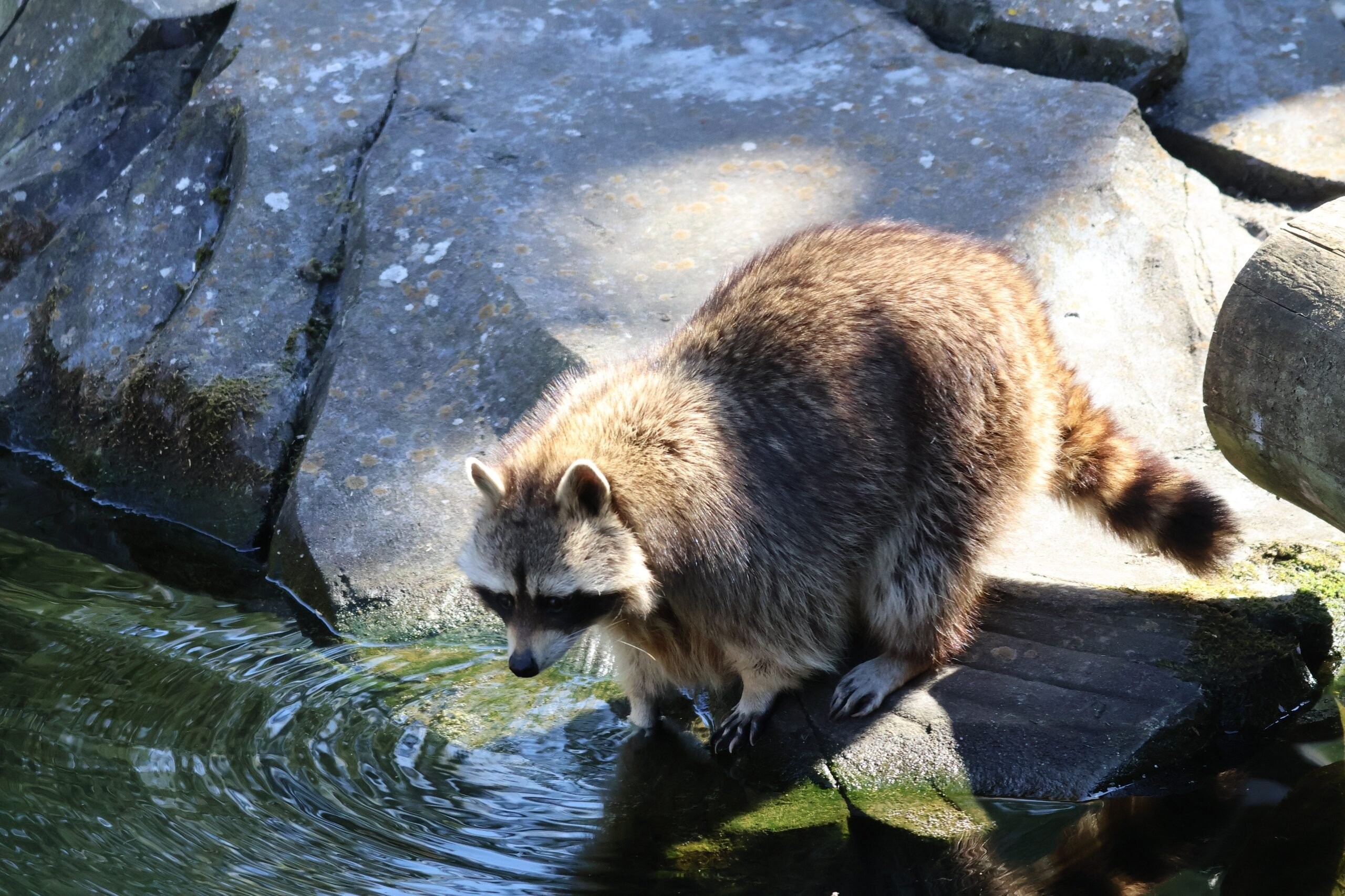 Wildlands Adventure Zoo